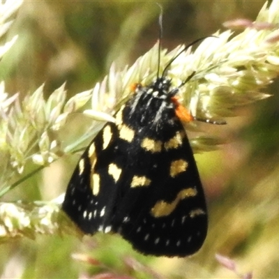 Phalaenoides tristifica (Willow-herb Day-moth) at Brindabella, NSW - 24 Dec 2024 by JohnBundock