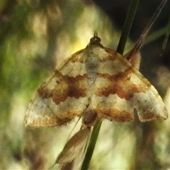 Chrysolarentia correlata (Yellow Carpet) at Brindabella, NSW - 24 Dec 2024 by JohnBundock