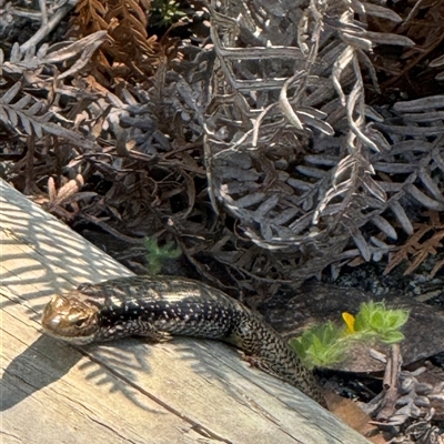 Unidentified Skink at Wilsons Promontory, VIC - 25 Dec 2024 by Louisab