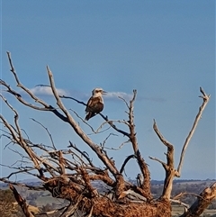 Dacelo novaeguineae (Laughing Kookaburra) at Bowning, NSW - 25 Dec 2024 by Maren