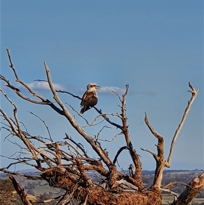 Dacelo novaeguineae (Laughing Kookaburra) at Bowning, NSW - 25 Dec 2024 by Maren