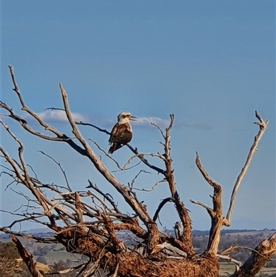 Dacelo novaeguineae (Laughing Kookaburra) at Bowning, NSW - 25 Dec 2024 by Maren