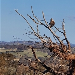 Dacelo novaeguineae at Bowning, NSW - 25 Dec 2024