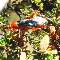 Unidentified Parasitic wasp (numerous families) at Cotter River, ACT - 24 Dec 2024 by JohnBundock