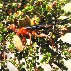 Lissopimpla excelsa at Cotter River, ACT - 24 Dec 2024 11:50 AM