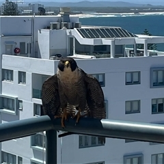 Falco peregrinus (Peregrine Falcon) at Mooloolaba, QLD - 25 Dec 2024 by Jaynearcadia