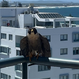 Falco peregrinus (Peregrine Falcon) at Mooloolaba, QLD by Jaynearcadia