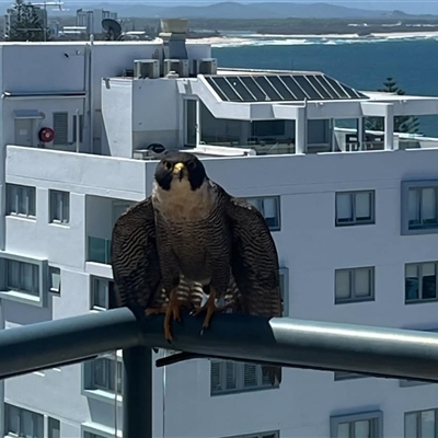 Falco peregrinus at Mooloolaba, QLD - 25 Dec 2024 by Jaynearcadia