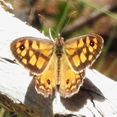 Geitoneura klugii (Marbled Xenica) at Brindabella, ACT - 24 Dec 2024 by JohnBundock