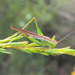 Conocephalomima barameda (False Meadow Katydid, Barameda) at Bungendore, NSW - 25 Dec 2024 by clarehoneydove