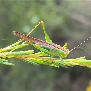 Conocephalomima barameda (False Meadow Katydid, Barameda) at Bungendore, NSW by clarehoneydove