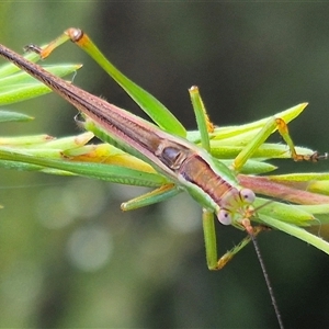 Conocephalomima barameda at Bungendore, NSW - suppressed