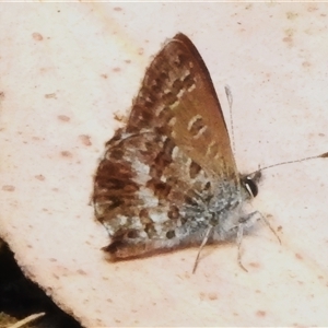 Neolucia agricola (Fringed Heath-blue) at Brindabella, ACT by JohnBundock