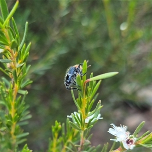 Zenithicola crassus (Clerid beetle) at Bungendore, NSW by clarehoneydove