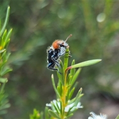 Zenithicola crassus at Bungendore, NSW - suppressed