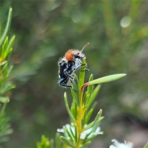 Zenithicola crassus at Bungendore, NSW - 25 Dec 2024