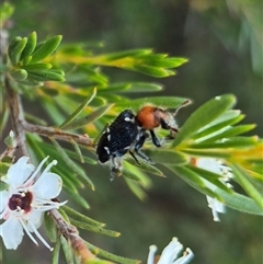 Zenithicola crassus at Bungendore, NSW - 25 Dec 2024