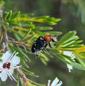 Zenithicola crassus at Bungendore, NSW - suppressed