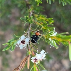 Zenithicola crassus at Bungendore, NSW - 25 Dec 2024