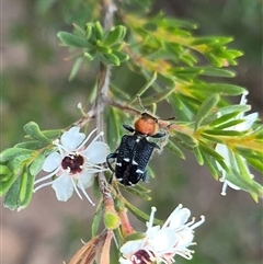 Zenithicola crassus at Bungendore, NSW - 25 Dec 2024