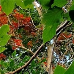 Stenocarpus sinuatus (firewheel tree) at Karana Downs, QLD - 19 Dec 2024 by brandee