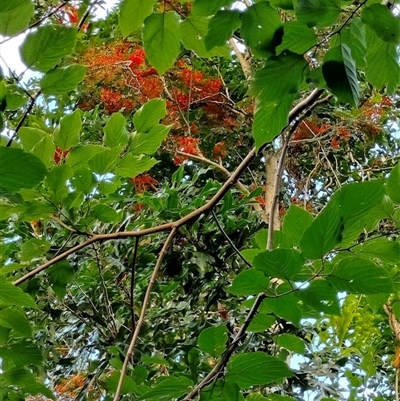Stenocarpus sinuatus (firewheel tree) at Karana Downs, QLD - 19 Dec 2024 by brandee