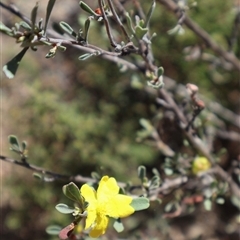 Hibbertia obtusifolia (Grey Guinea-flower) at Tharwa, ACT - 20 Dec 2024 by Clarel