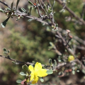 Hibbertia obtusifolia at Tharwa, ACT - 20 Dec 2024 09:03 AM