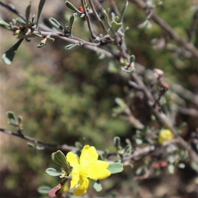 Hibbertia obtusifolia (Grey Guinea-flower) at Tharwa, ACT - 20 Dec 2024 by Clarel