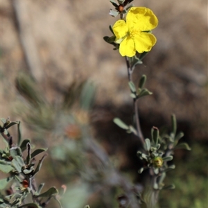 Hibbertia obtusifolia at Tharwa, ACT - 20 Dec 2024 09:03 AM