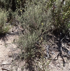 Hibbertia obtusifolia at Tharwa, ACT - 20 Dec 2024 09:03 AM