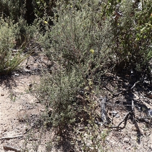 Hibbertia obtusifolia at Tharwa, ACT - 20 Dec 2024 09:03 AM