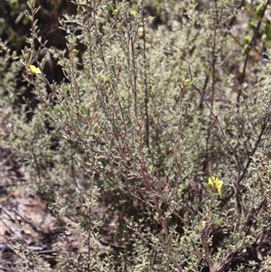 Hibbertia obtusifolia at Tharwa, ACT - 20 Dec 2024 09:03 AM