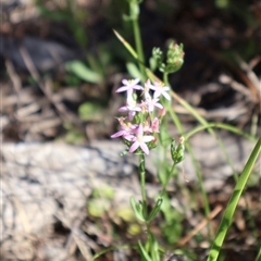 Centaurium sp. (Centaury) at Tharwa, ACT - 20 Dec 2024 by Clarel