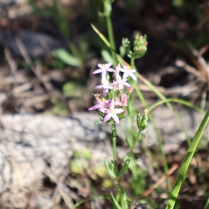 Centaurium sp. at Tharwa, ACT - 20 Dec 2024 09:02 AM