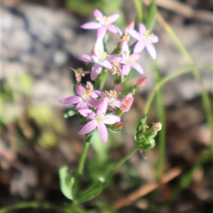 Centaurium sp. at Tharwa, ACT - 20 Dec 2024