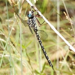 Austroaeschna multipunctata at Brindabella, ACT - 24 Dec 2024 by JohnBundock