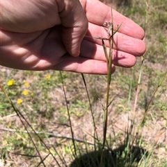 Cymbopogon refractus (Barbed-wire Grass) at Lyons, ACT - 25 Dec 2024 by GregC