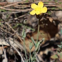 Hypericum gramineum at Tharwa, ACT - 19 Dec 2024 by Clarel