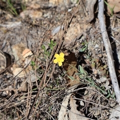 Hypericum gramineum at Tharwa, ACT - 20 Dec 2024 09:02 AM