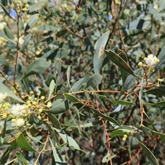 Acacia buxifolia subsp. buxifolia at Tharwa, ACT - 19 Dec 2024 by Clarel