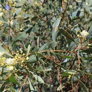 Acacia penninervis var. penninervis (Hickory Wattle) at Tharwa, ACT by Clarel