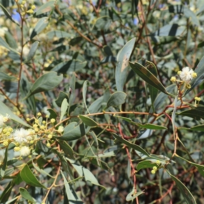 Acacia buxifolia subsp. buxifolia at Tharwa, ACT - 19 Dec 2024 by Clarel