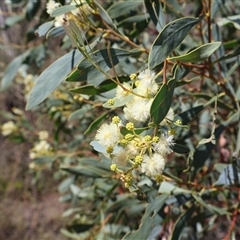 Acacia penninervis var. penninervis at Tharwa, ACT - 20 Dec 2024