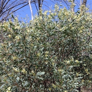 Acacia penninervis var. penninervis at Tharwa, ACT - 20 Dec 2024