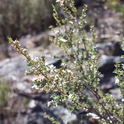 Leptospermum sp. at Tharwa, ACT - 19 Dec 2024 by Clarel