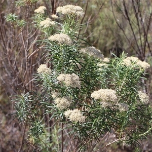 Cassinia longifolia (Shiny Cassinia, Cauliflower Bush) at Tharwa, ACT by Clarel