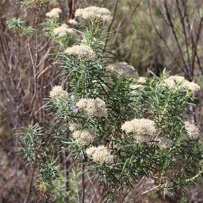 Cassinia longifolia (Shiny Cassinia, Cauliflower Bush) at Tharwa, ACT - 20 Dec 2024 by Clarel