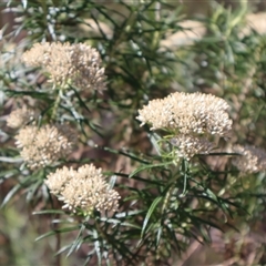 Cassinia longifolia at Tharwa, ACT - 20 Dec 2024 08:56 AM