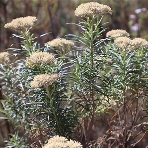 Cassinia longifolia at Tharwa, ACT - 20 Dec 2024 08:56 AM